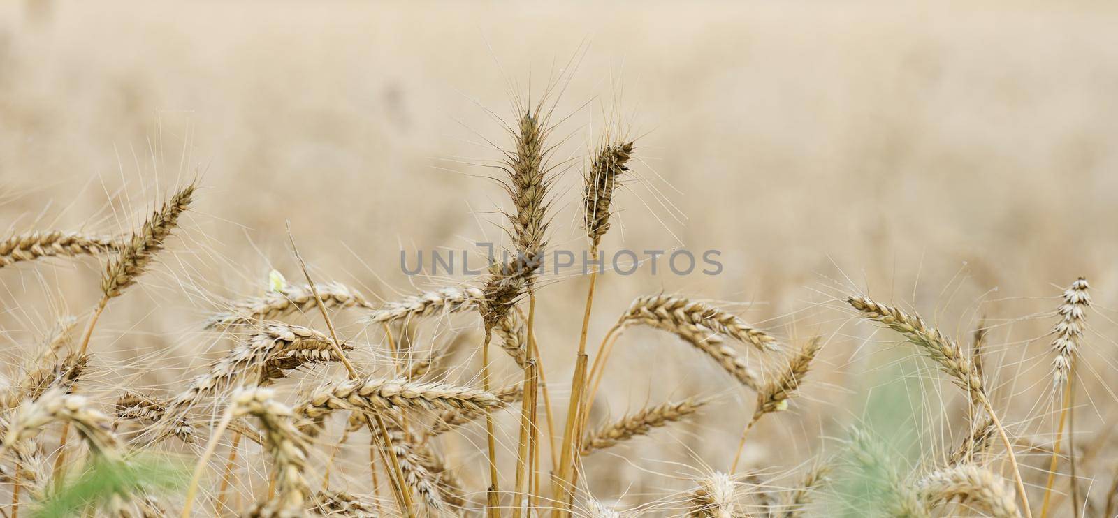 Field with yellow ripe wheat on a summer day. Good harvest