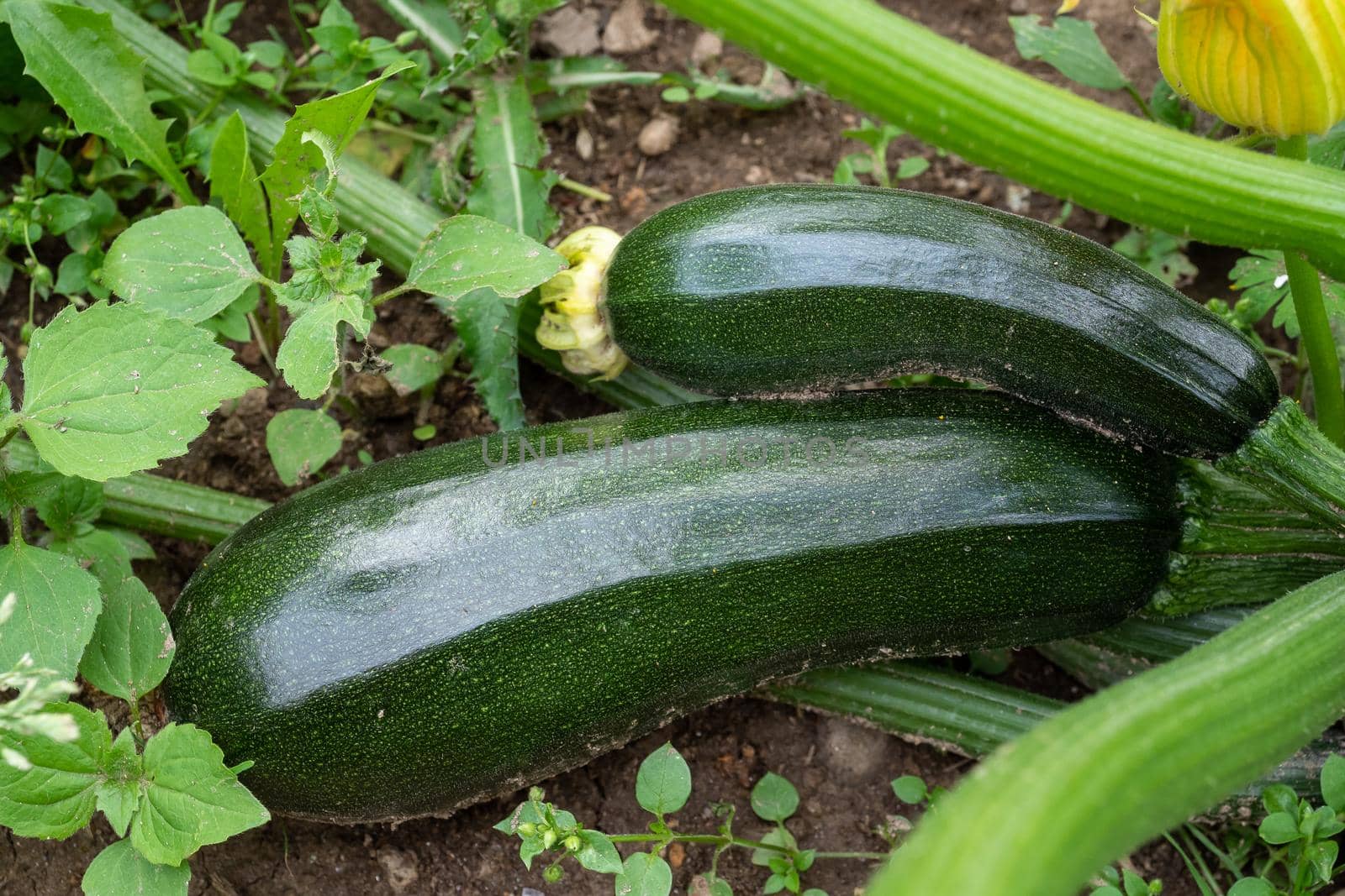 Green zucchini in garden. Growing zucchini on a vegetable garden. Organic farming. Concept of healthy food. by xtrekx