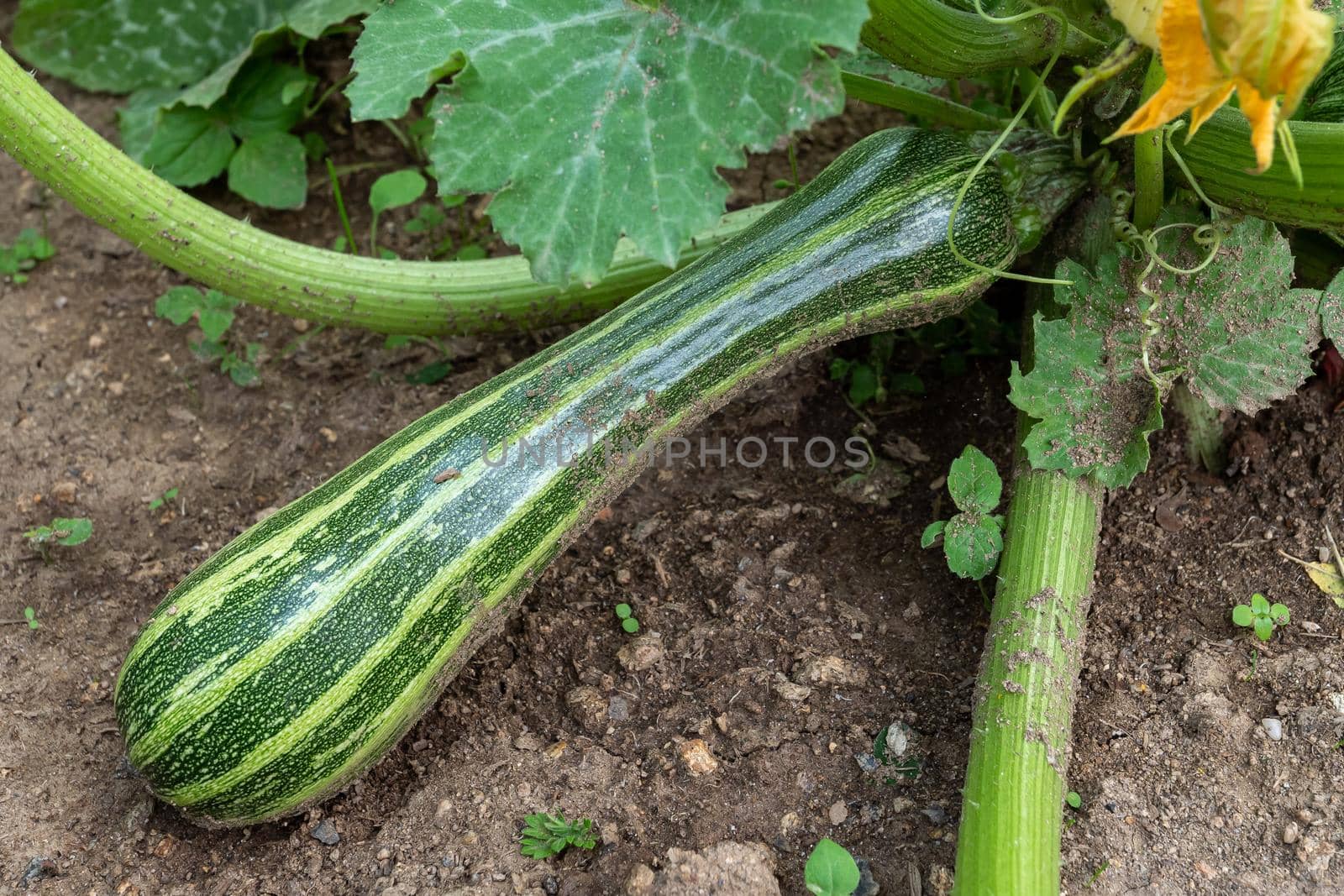 Green zucchini in garden. Growing zucchini on a vegetable garden. Organic farming. Concept of healthy food. by xtrekx