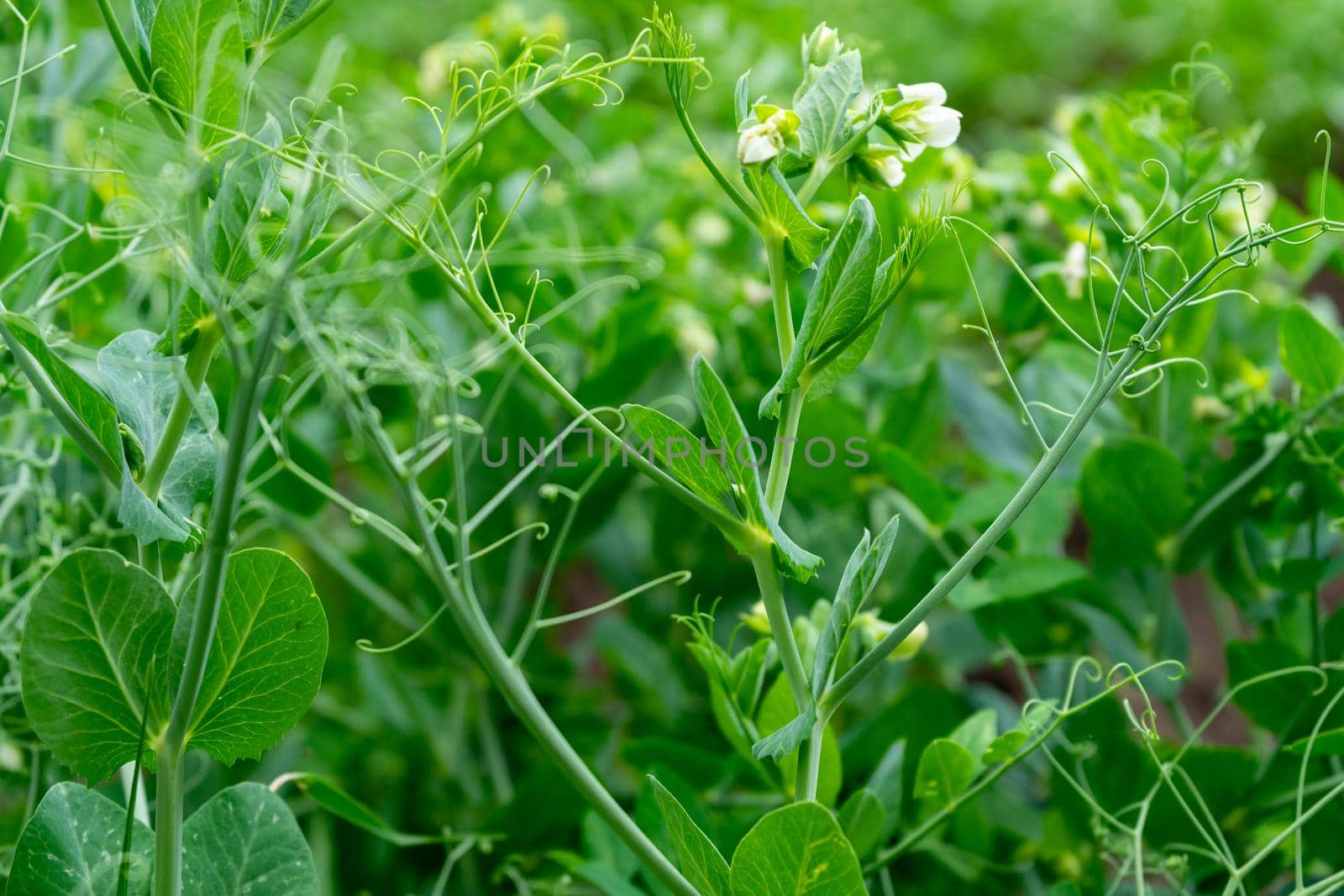 Close-up of sprouts and flowers of young peas. Selective focus.