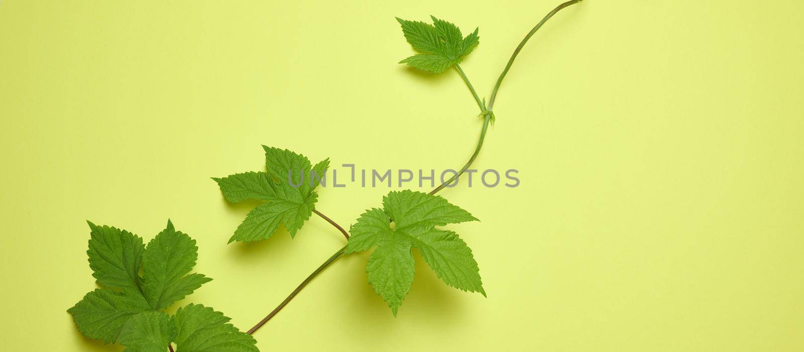 Branch of wild grapes with green leaves on a green paper background