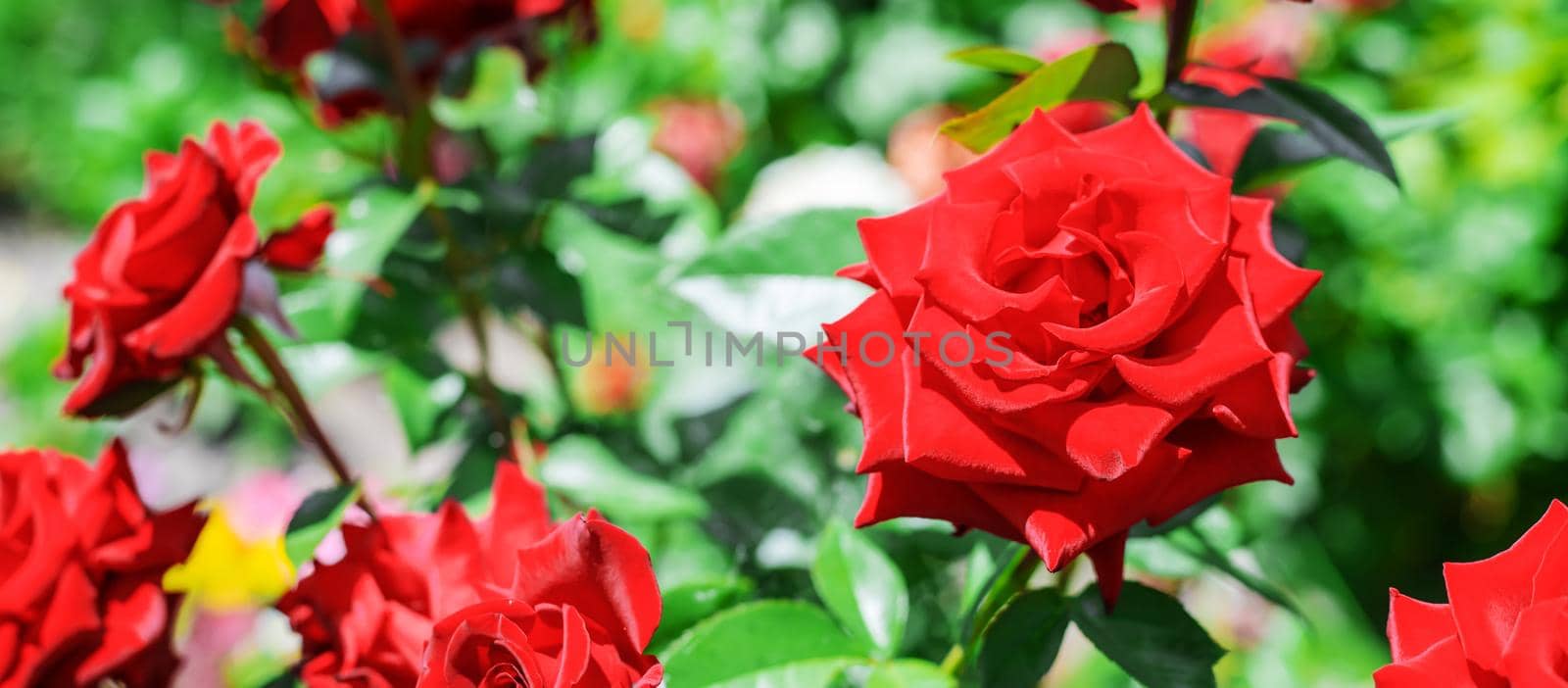 background of blooming roses in the garden.selective focus nature