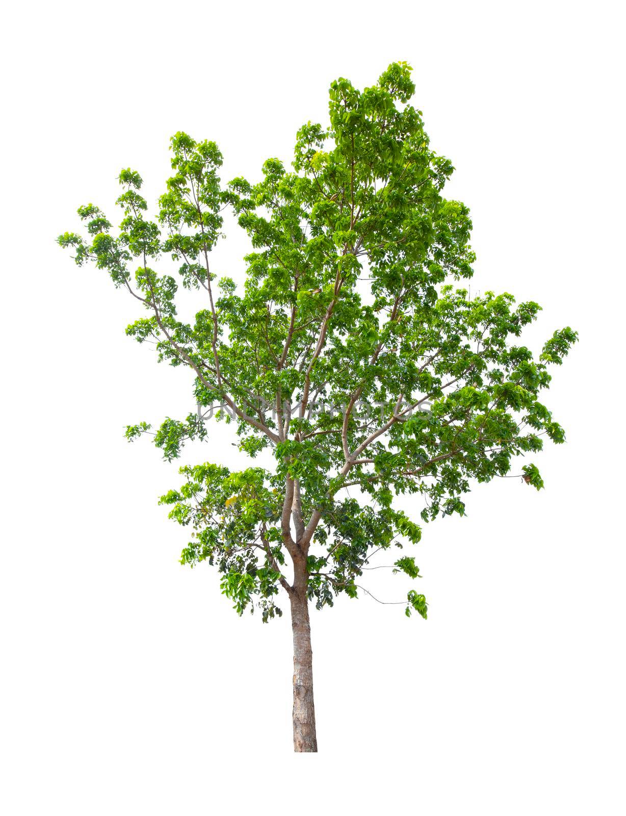 The Single Tree isolated on white background, With Clipping path. by Gamjai
