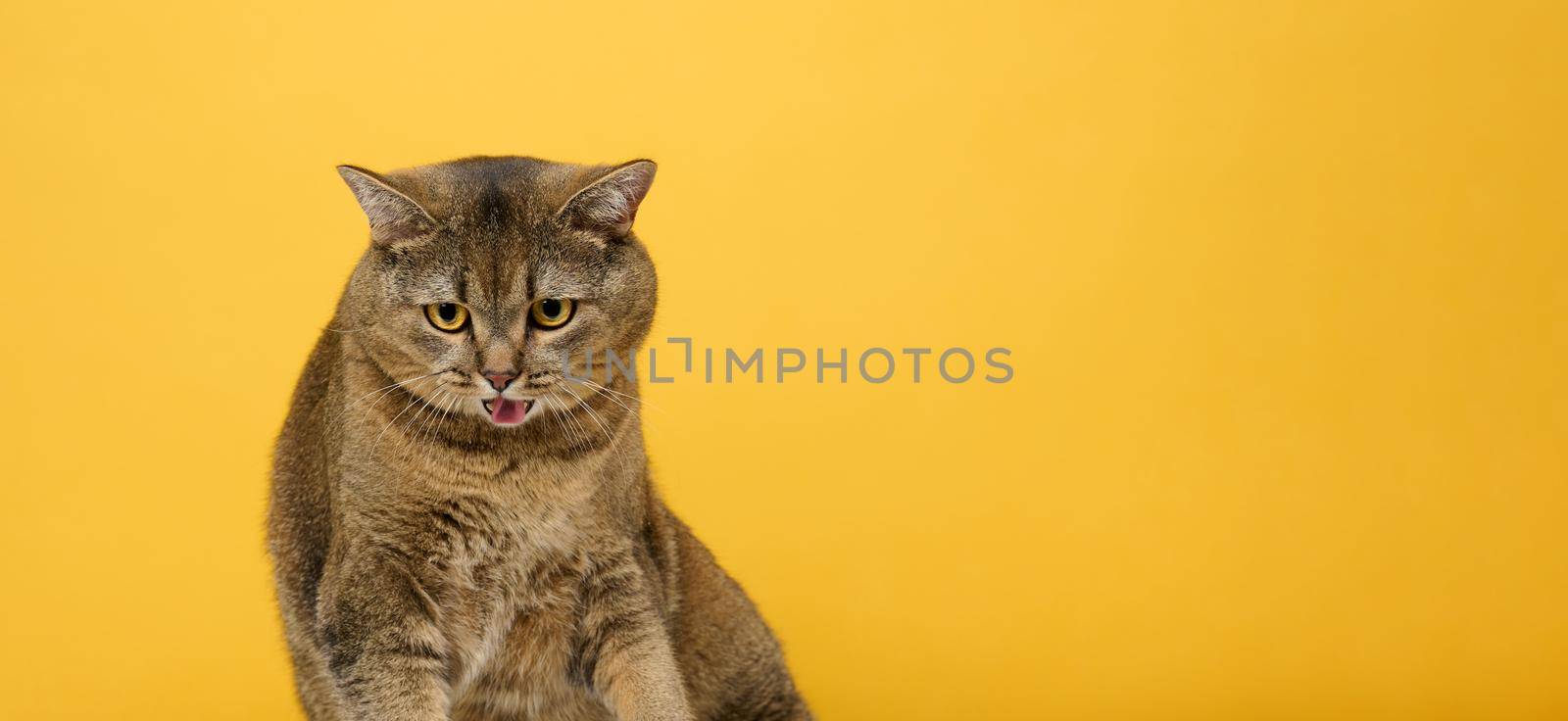 Adult gray cat Scottish straight on a yellow background. Tongue out, funny face