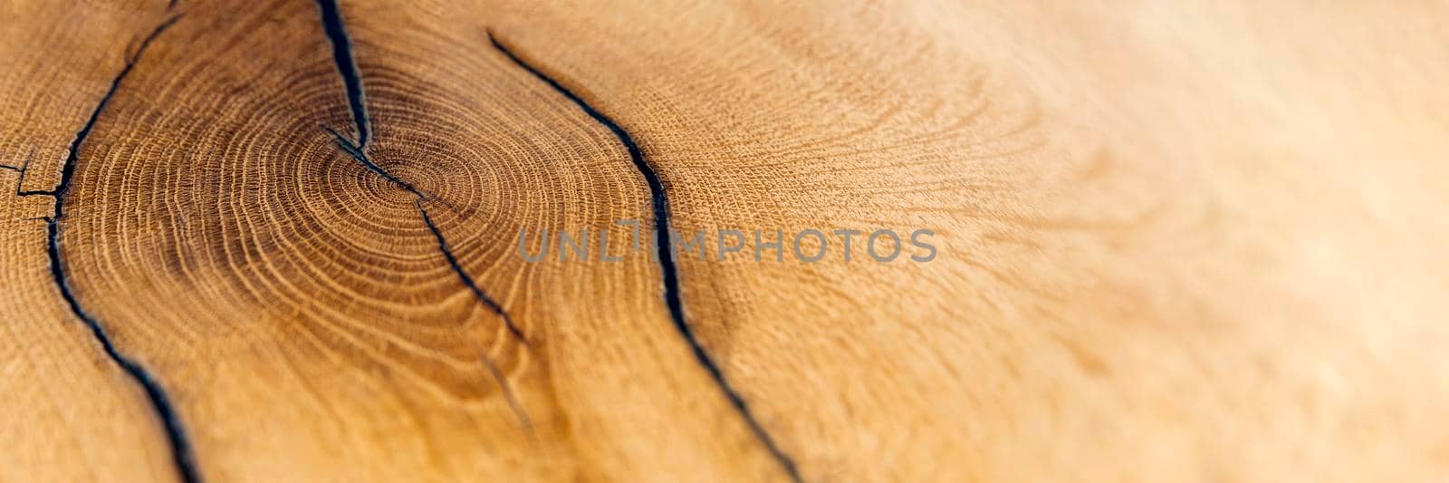 Wood cutting. Felled old oak stump. Wooden background. Sectional top view as background. Copy space by SERSOL