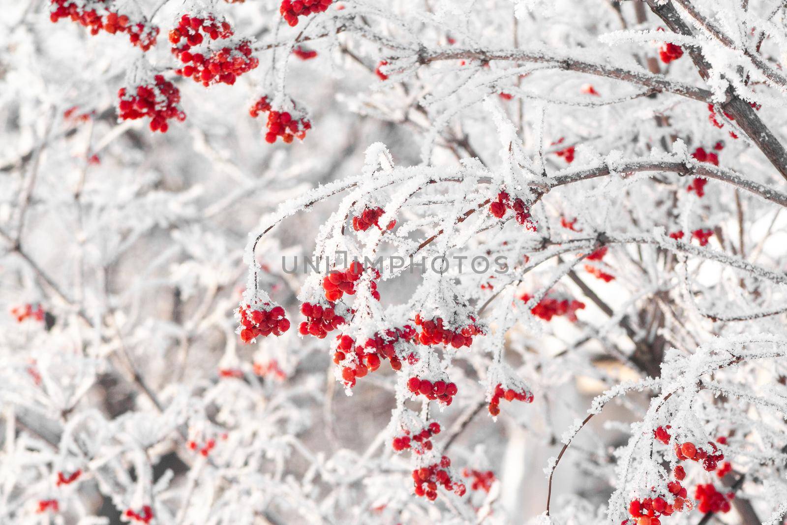 Red winter viburnum covered by snow and ice crystals. natural berries at sunny winter day. viburnum bush at frosy branch landscape