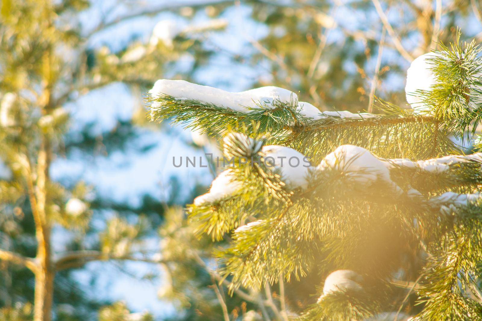 Pine tree branch in forest at sunny winter day with sunlight rays. Wintertime landscape in the woodland before Christmas holidays. Fir tree needles at snow