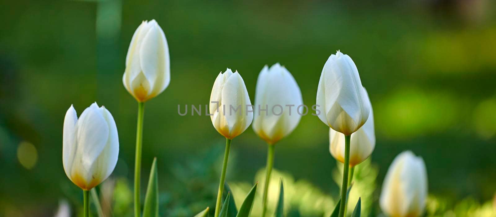 White tulip flowers growing, blossoming and flowering in lush green home garden, symbolising love, hope and affection. Bunch of decorative plants blooming in landscaped backyard through horticulture by YuriArcurs