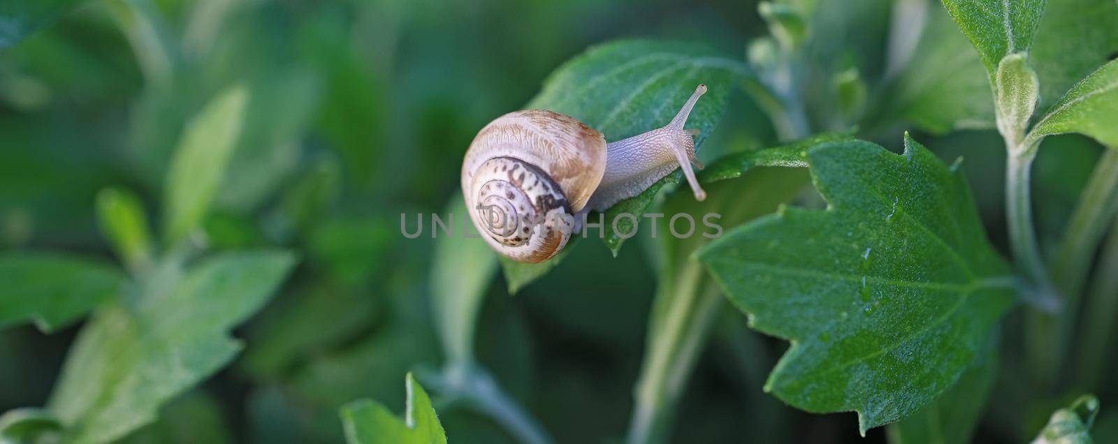small snail in a shell crawls on the grass, a summer day in the garden. close up of small snail on plant leaf in garden outdoor, mollusk macro by Proxima13