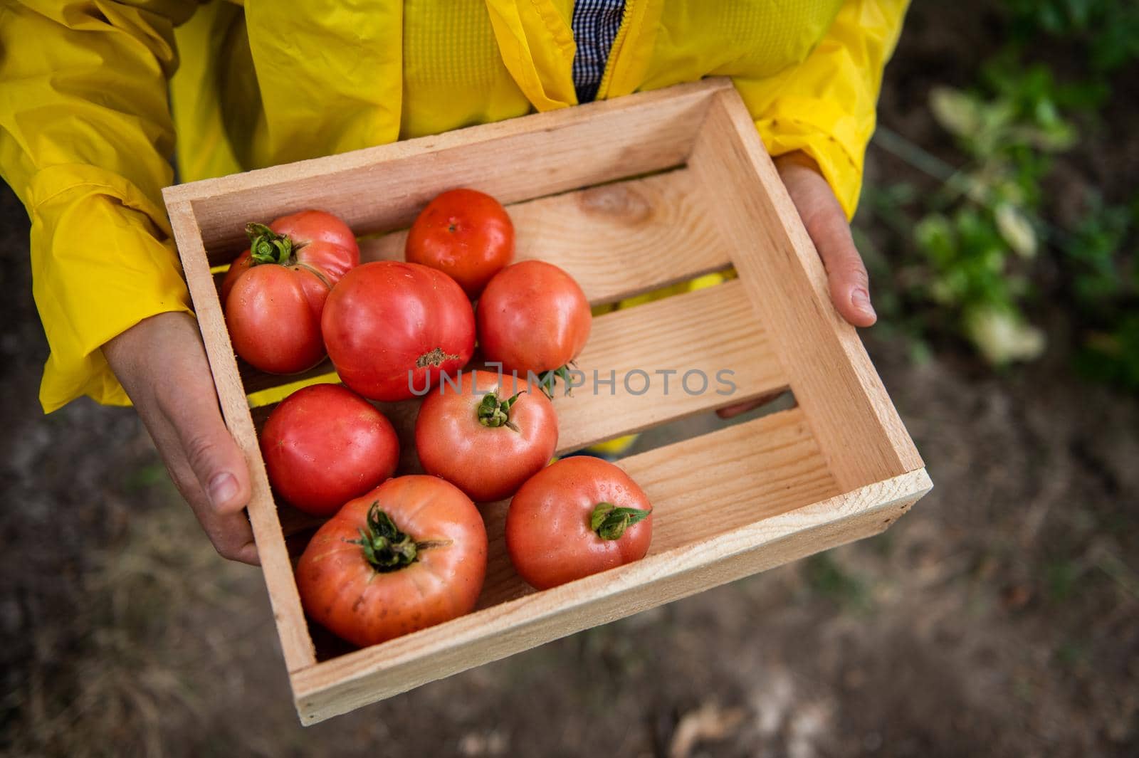 Top view. Wooden crate with freshly picked ripe homegrown tomatoes in the hands of a farmer wearing a yellow raincoat. Cultivation of organic vegetables in the eco farm. Farming. Gardening. Harvesting