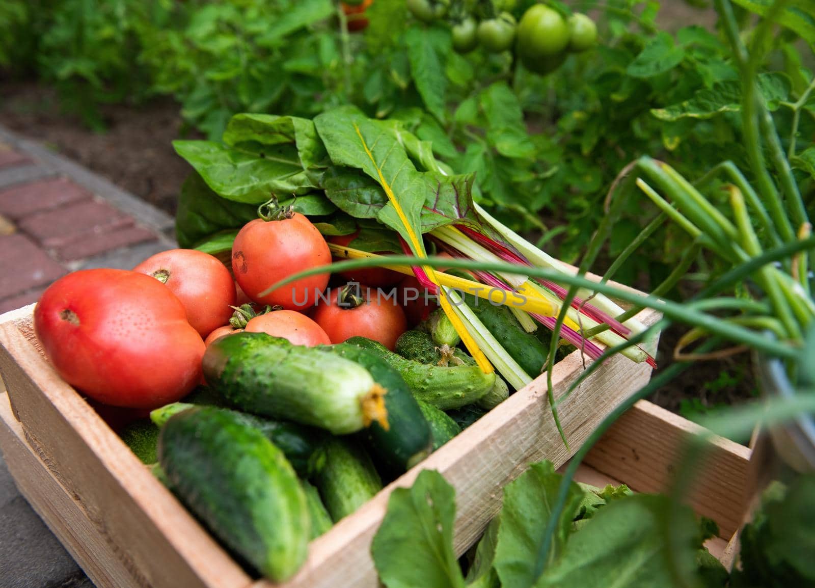 Close-up. Wooden box with harvested organic vegetables, grown in an eco farm, for sales in farmer's markets. Still life, close-up. Homegrown ripe juicy tomatoes, cucumbers and swiss chard green leaves