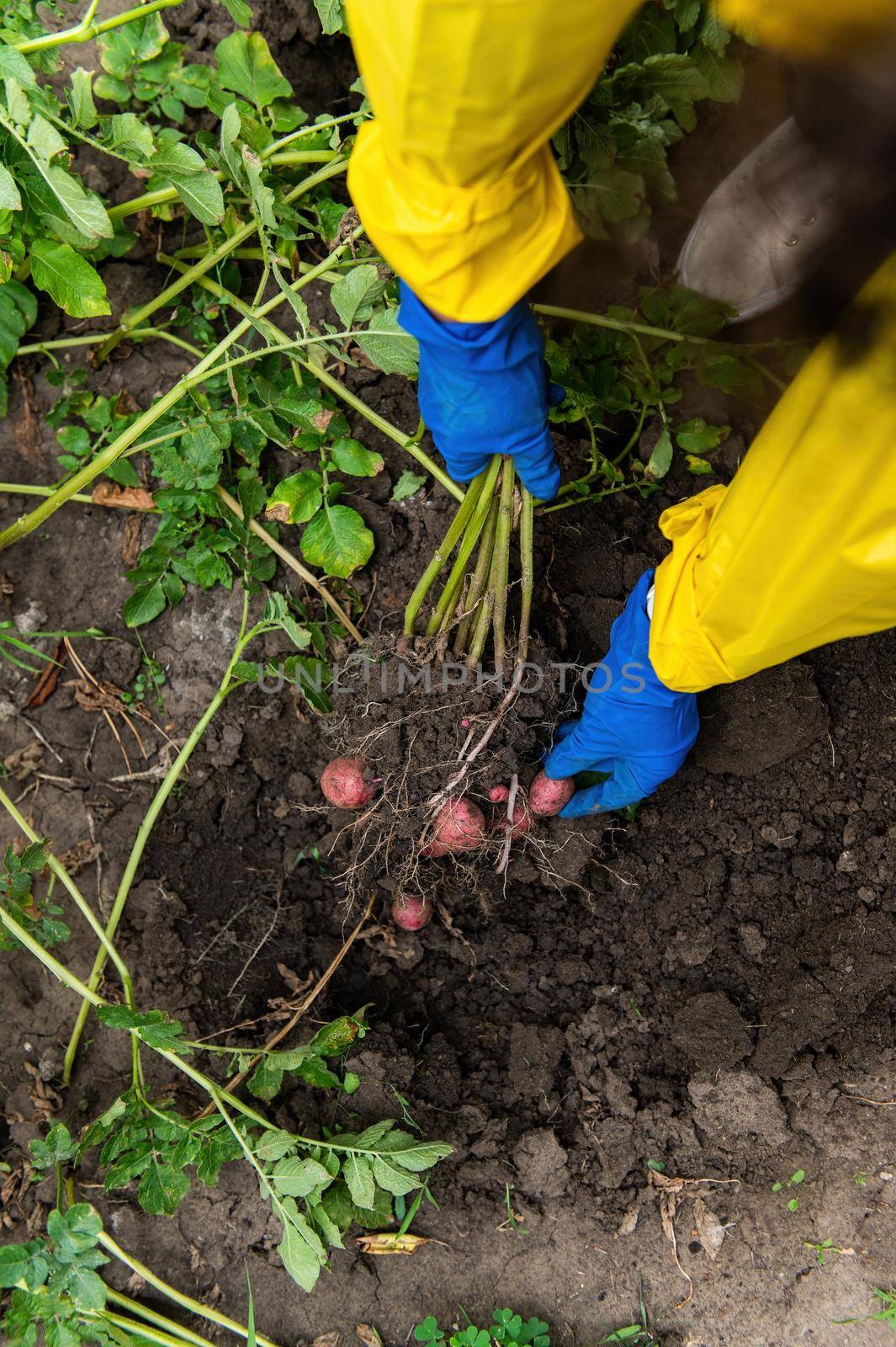 Details: Gardener's hands in blue gloves hold freshly dug potato while digging up a growing potato bush in an organic farm. Harvesting, seasonal work in the field. Agricultural business, eco farming