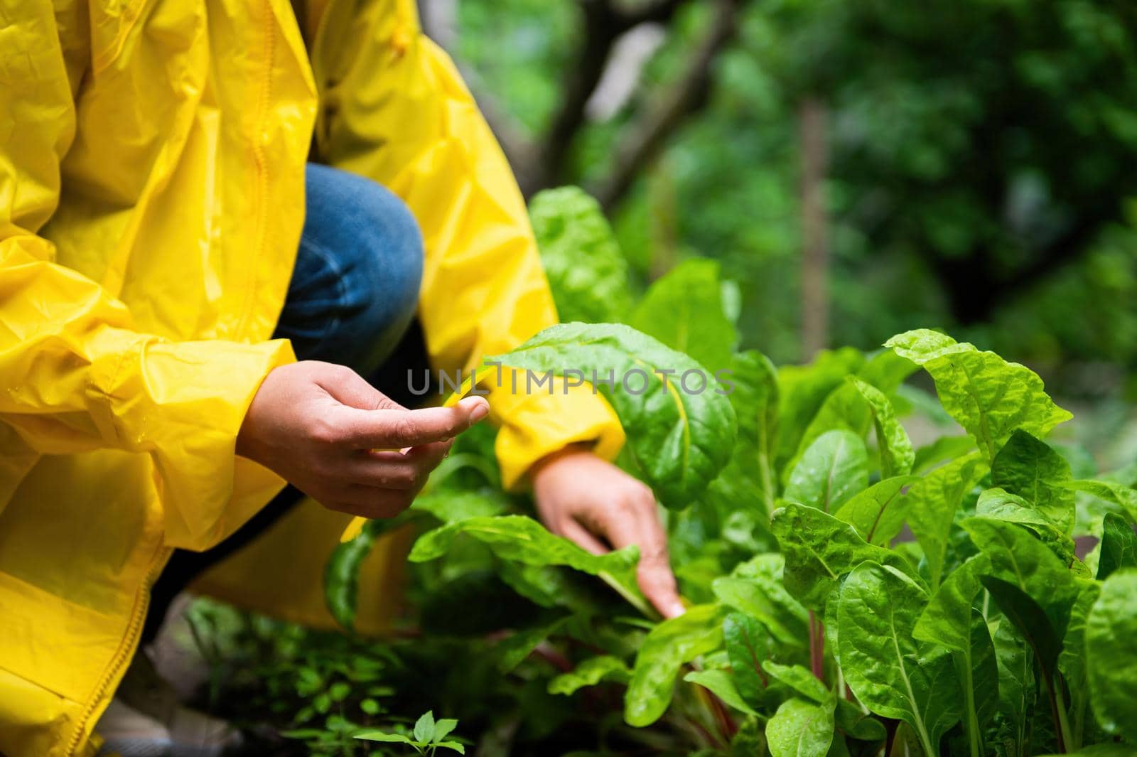 Details: Hands of a farmer agronomist in yellow raincoat, harvesting fresh swiss chard leaves from organic vegetables garden. Growing ecologically friendly homegrown produce. Eco farming. Close-up.