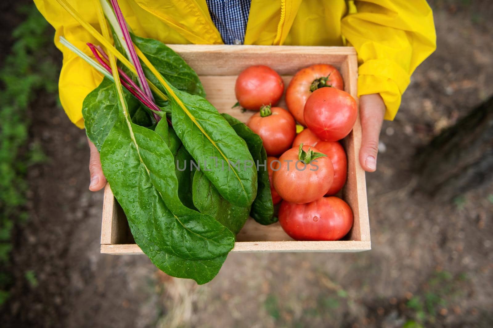Top view of a wooden crate full of harvested organic swiss chard, ripe juicy tomatoes in the hands of a farmer agronomist wearing yellow work raincoat. Vegetables for sale at local farmers market.
