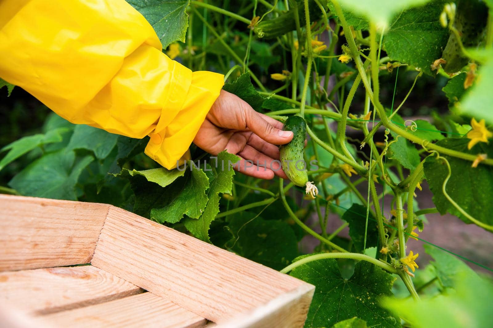 Details: Gardener's hand picking up cucumber cultivated in an organic eco farm. Cultivation of ecologically friendly vegetables in the allotment garden. Growing homegrown products and harvesting crop