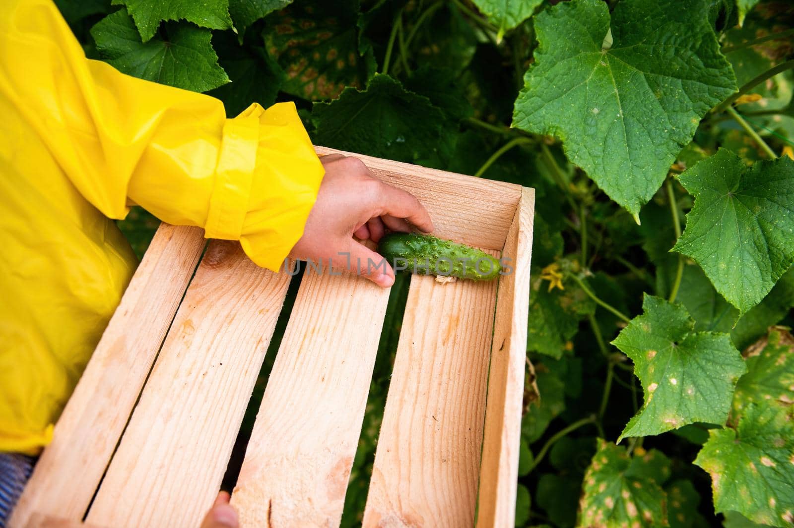 Details: Gardener's hand putting harvested cucumber cultivated in an organic eco farm into a wooden box. Cultivation of ecologically friendly vegetable. Growing homegrown products and harvesting crop