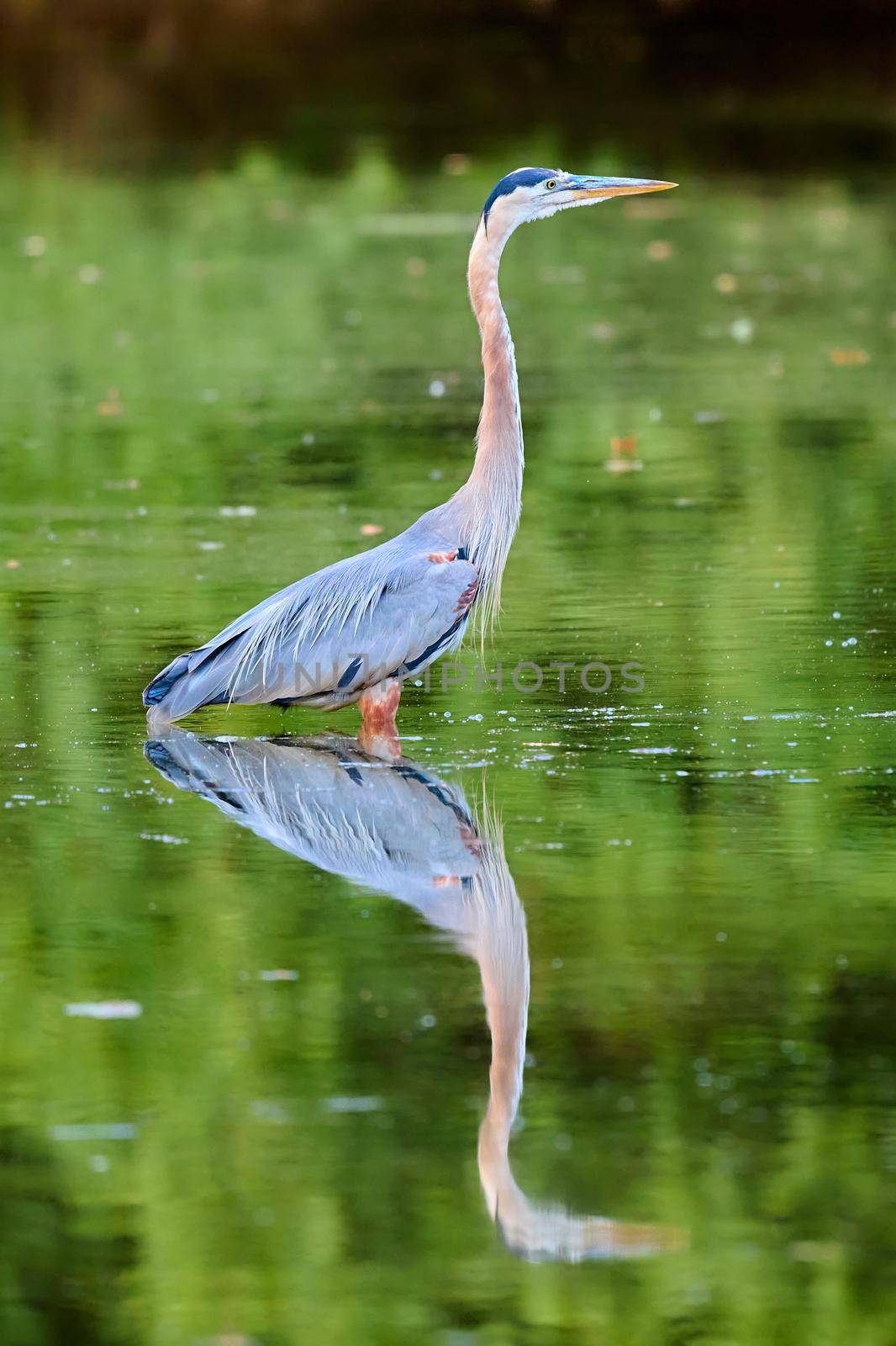 Great Blue Heron standing in shallow water hunting for fish. by patrickstock