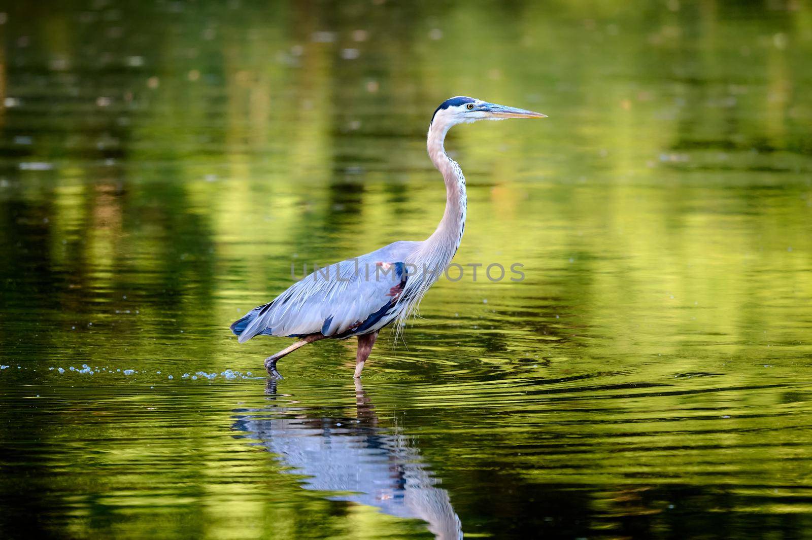 Great Blue Heron walking through shallow water hunting for fish. by patrickstock