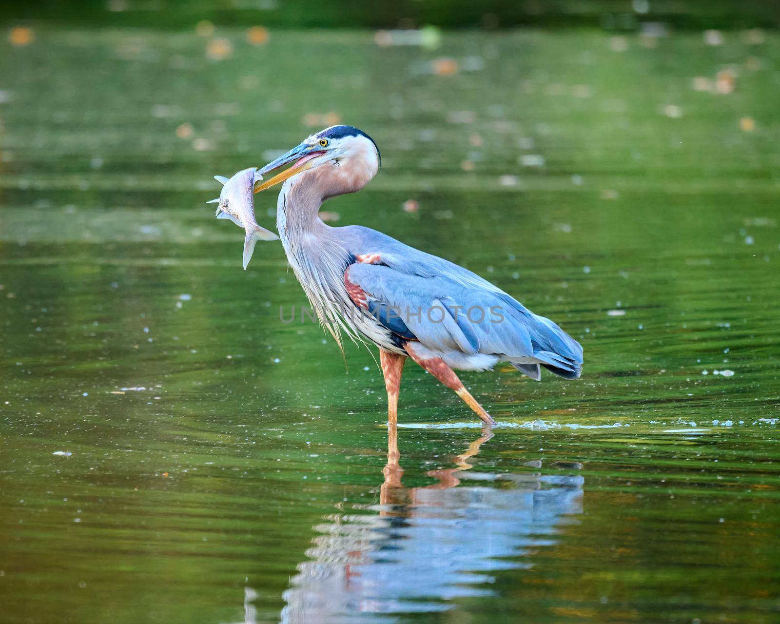 Great Blue Heron walking with a large fish. by patrickstock