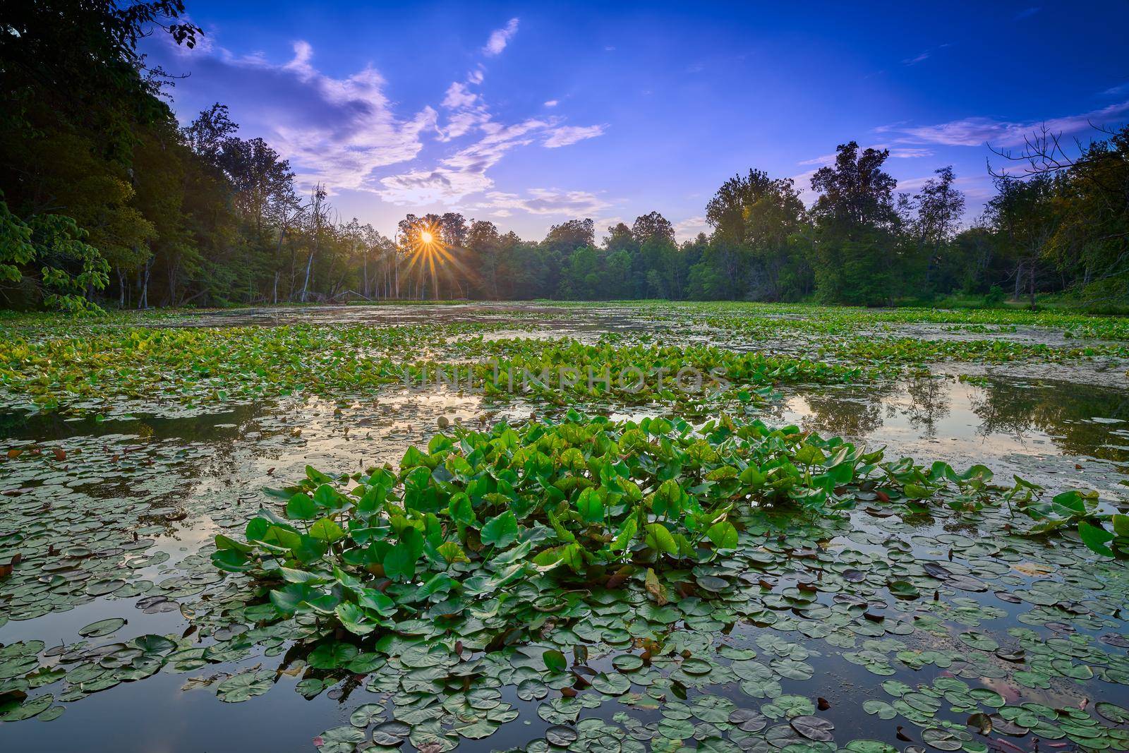 Sunrise over a pond filled with water lilies. by patrickstock