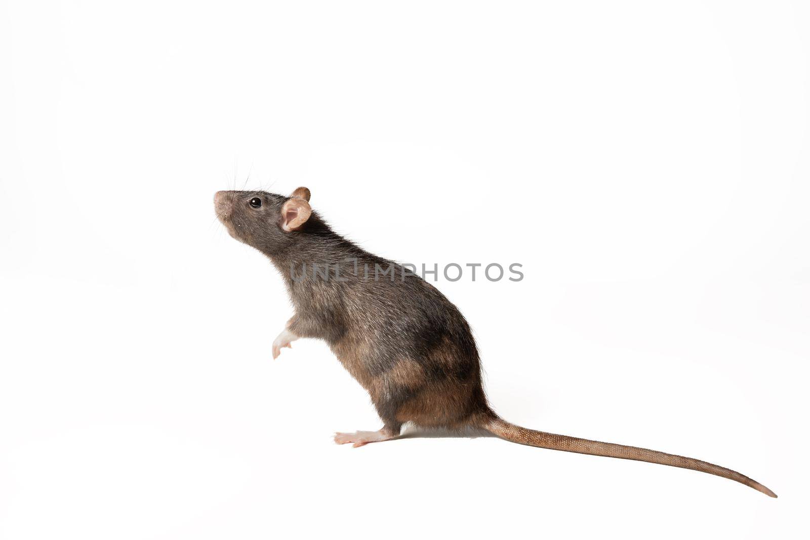 black rat standing on two legs, in profile isolated on white background. rodent animal of small size. animal concept. by CatPhotography