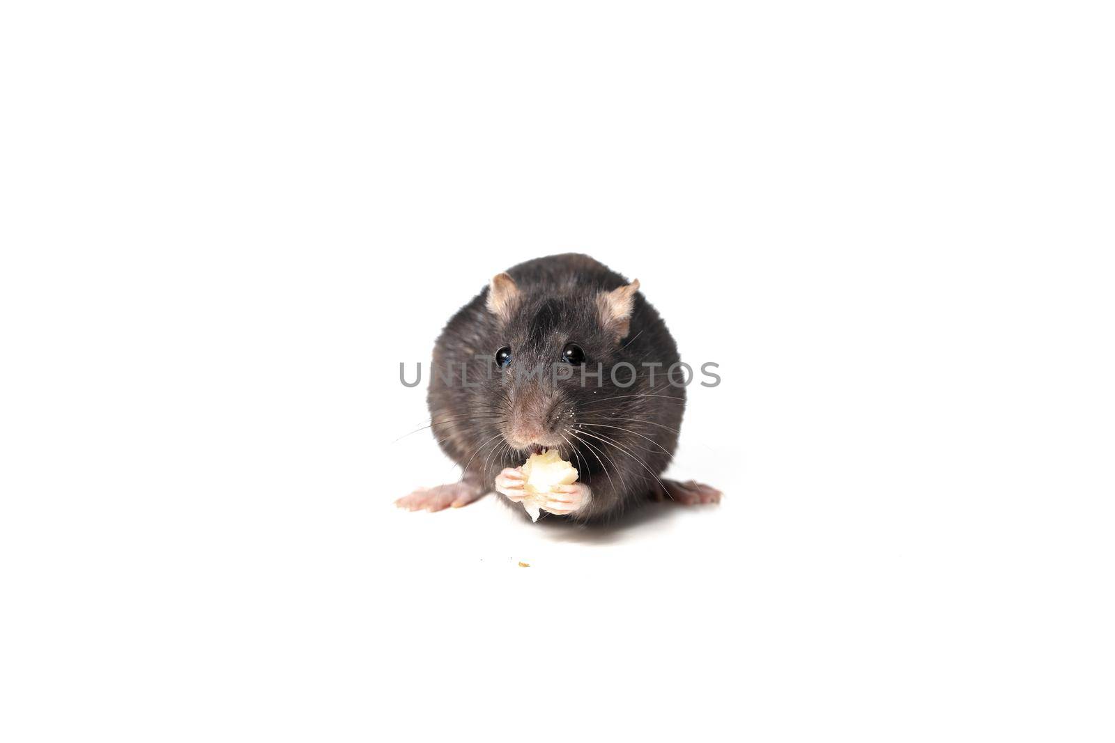 black rat eating cheese facing camera, isolated on white background. rodent animal eating with its paws. animal concept. by CatPhotography