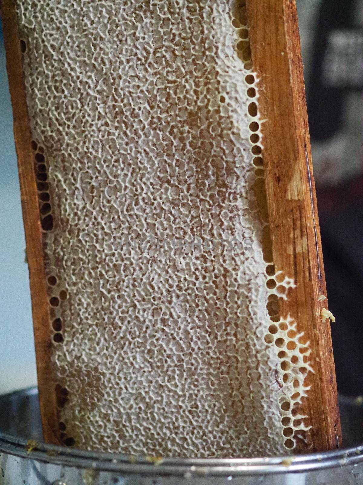 bee keeper extracting and dripping organic honey from bee honeycombs at home by verbano