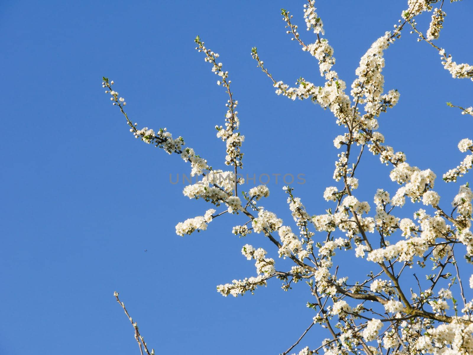 Apple tree branches with blooming buds against a bright blue sky.