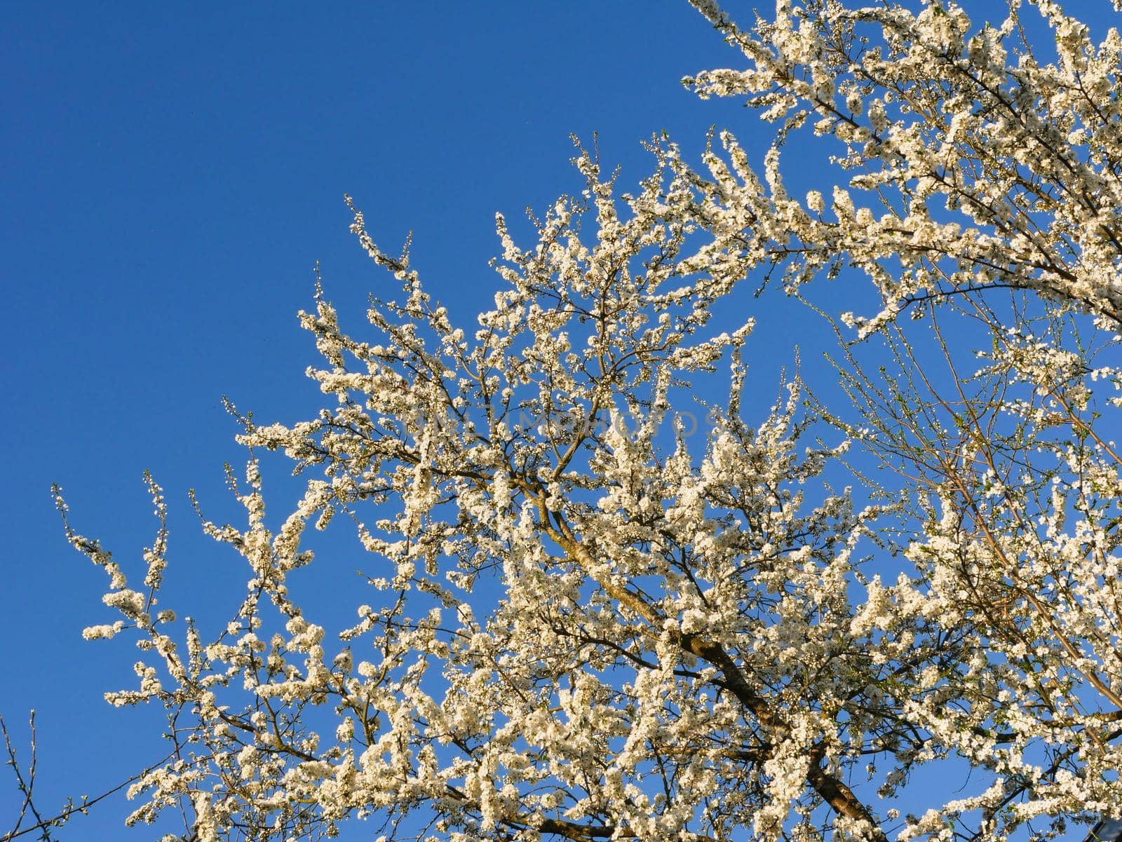 Apple tree branches with blooming buds against a bright blue sky.