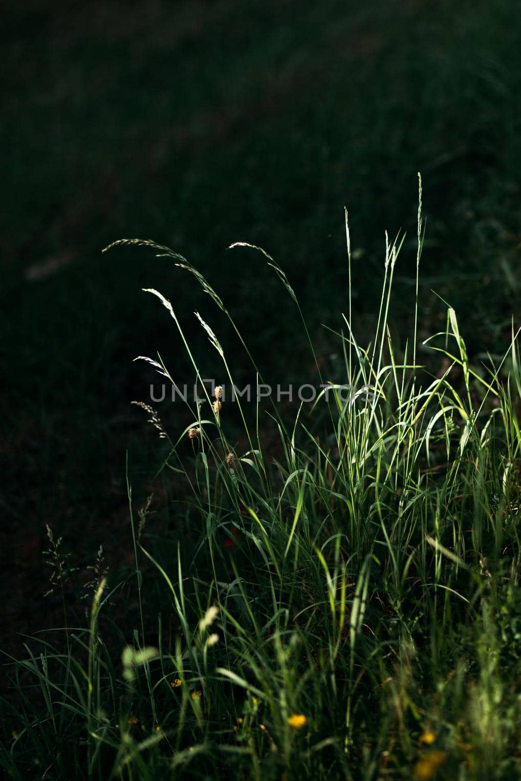 Green grass in sunset light with dark blurred background. by apavlin