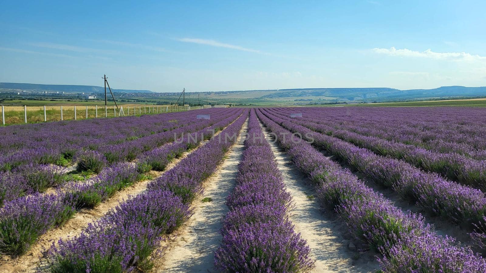 Beautiful lavender field with long purple rows.