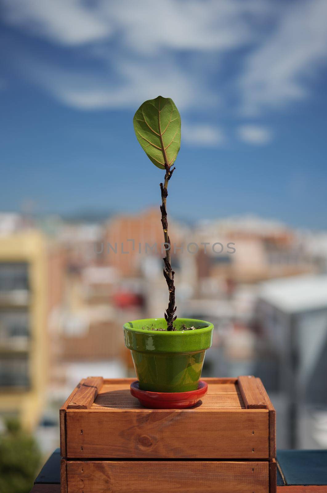 Fiddle-leaf fig tree with fallen leaves. Indoor or potted plants diseases. Houseplant care concept. by apavlin