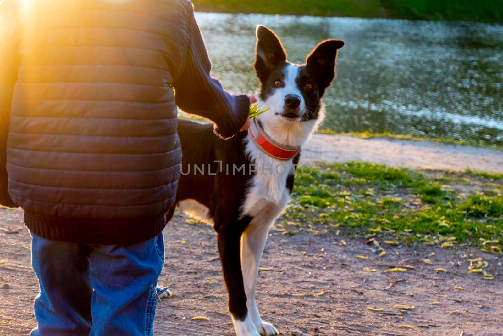 cheerful border collie dog obeys the command to a little boy. obedience