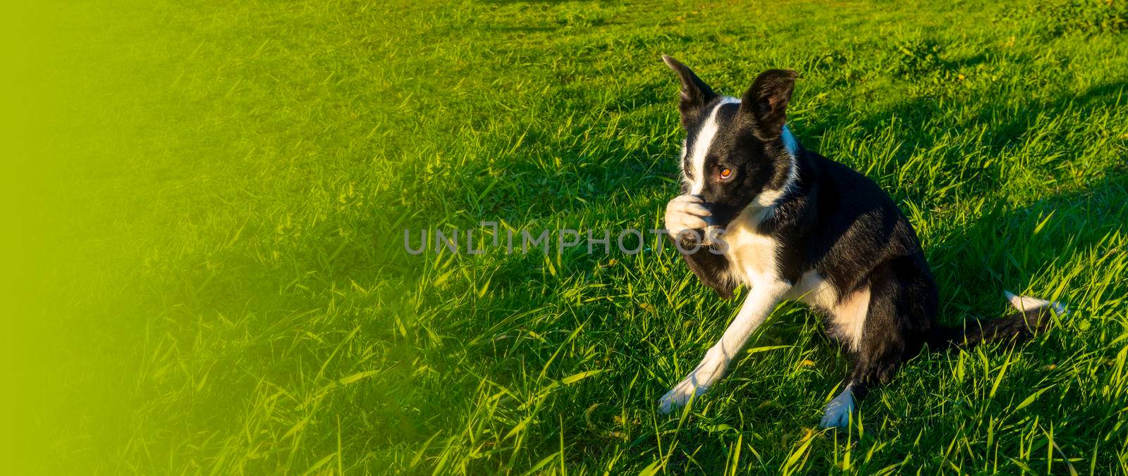 cheerful border collie dog hides his nose with his paw, portrays shame against the background of green grass banner with copy space