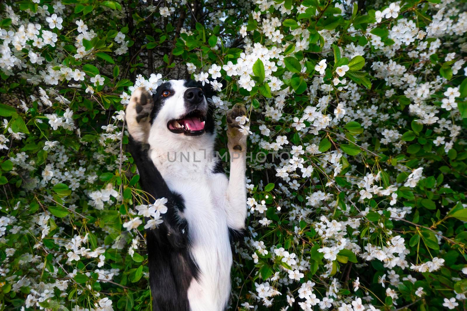 A happy dog in flowers. The pet is smiling. a cheerful border collie dog rejoices in the pose of a gopher with a paw in a cherry blossom