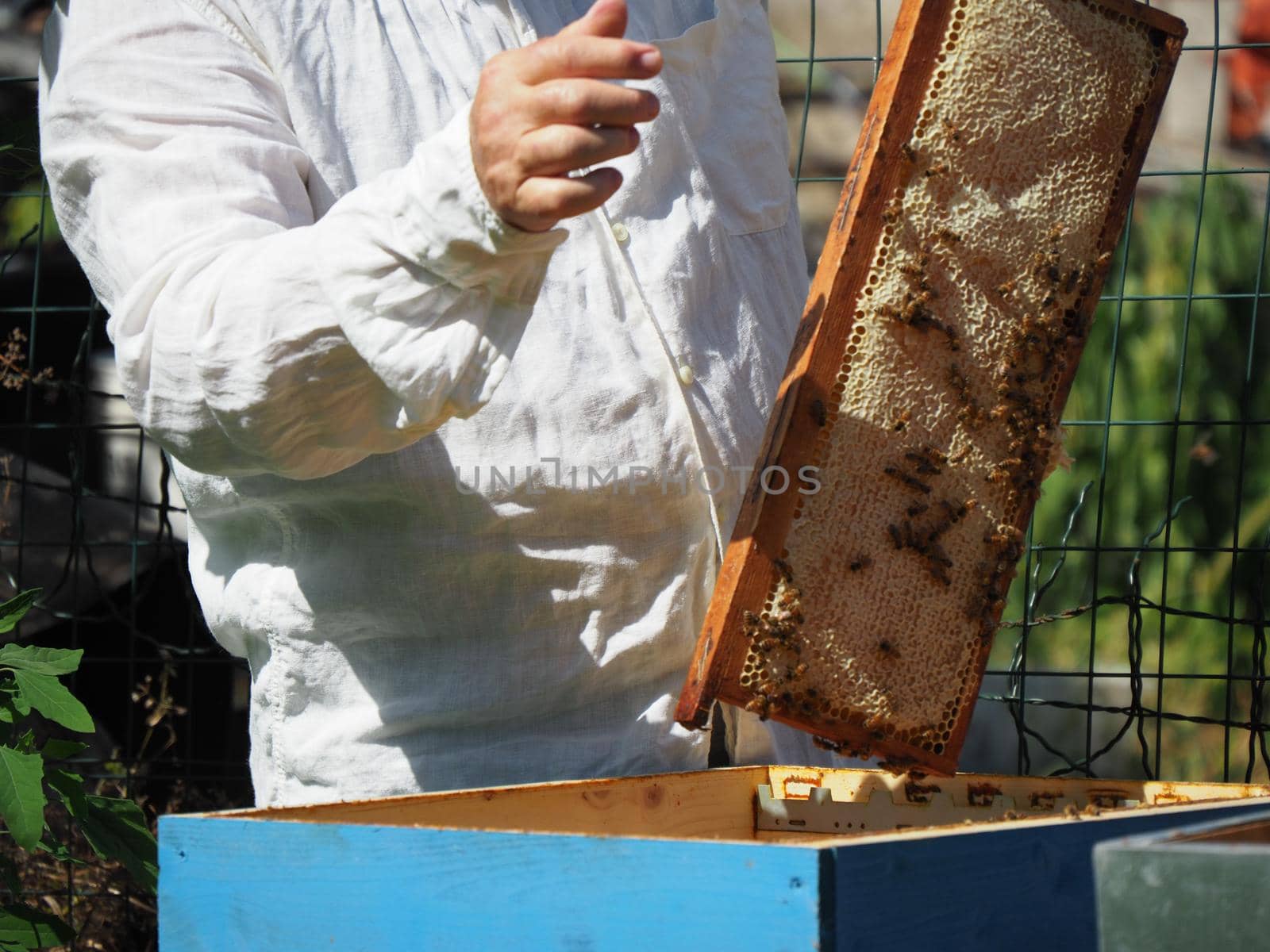 Master bee keeper pulls out a frame with honey from the beehive in the colony. by verbano