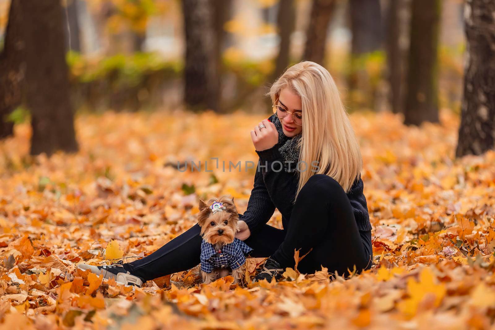 yorkshire terrier with his mistress in the autumn park