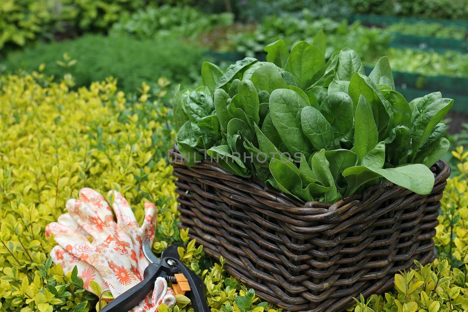 Green juicy fresh raw spinach in a wicker basket in the vegetable garden on a background of greenery. secateurs and gardening gloves lie next to the basket. Gardening concept. Vitamins and minerals. by Proxima13