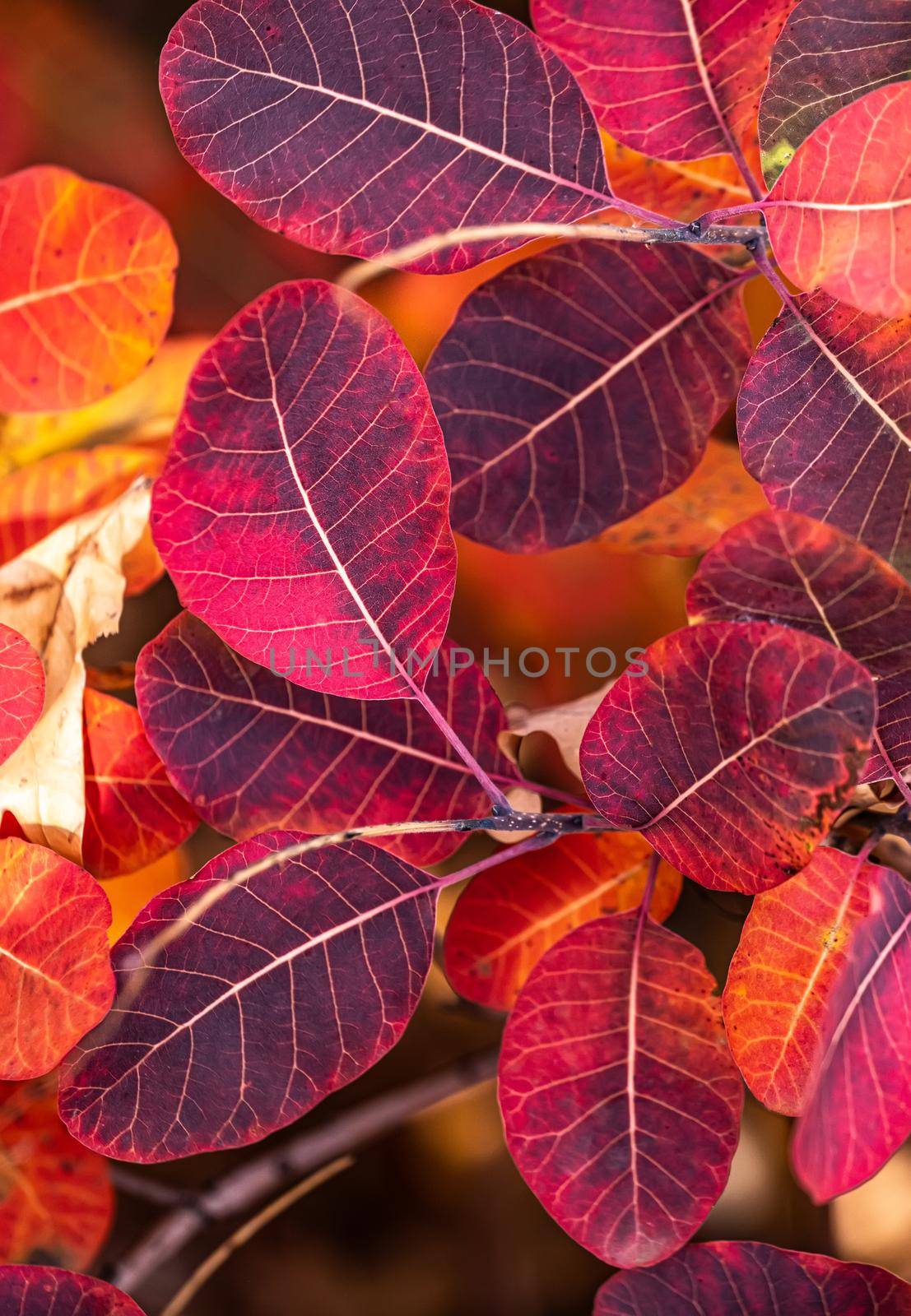 colorful autumn leaves on tree