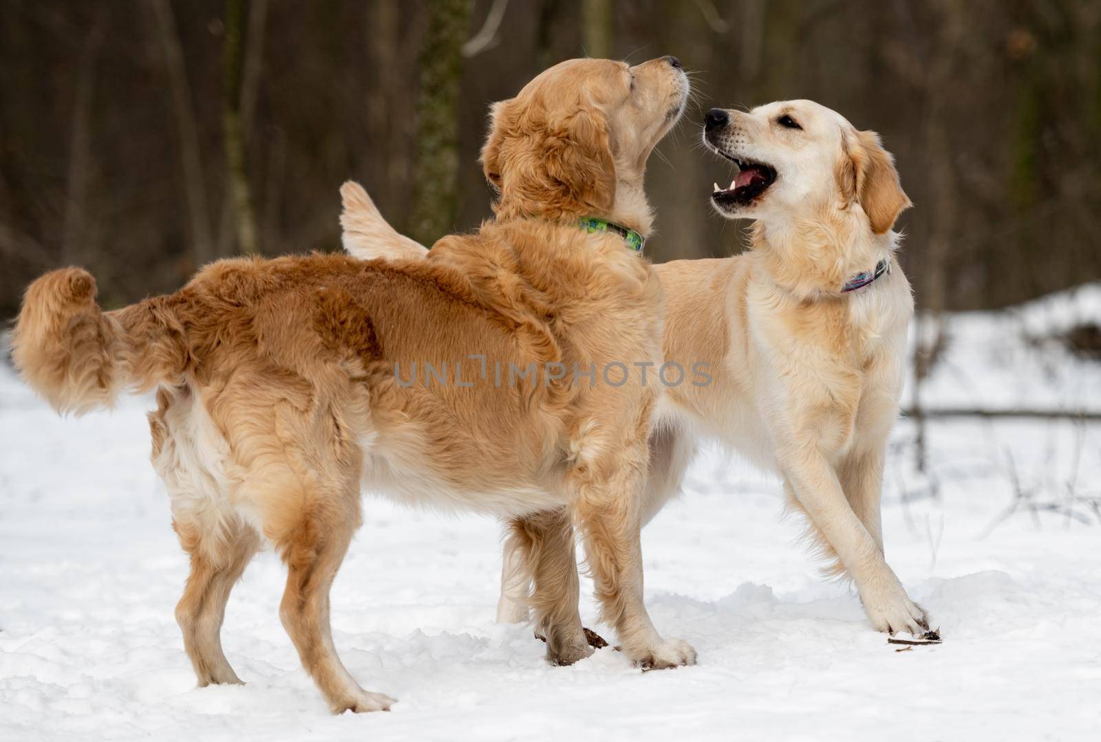 Two golden retriever dogs playing outdoor with winter nature background