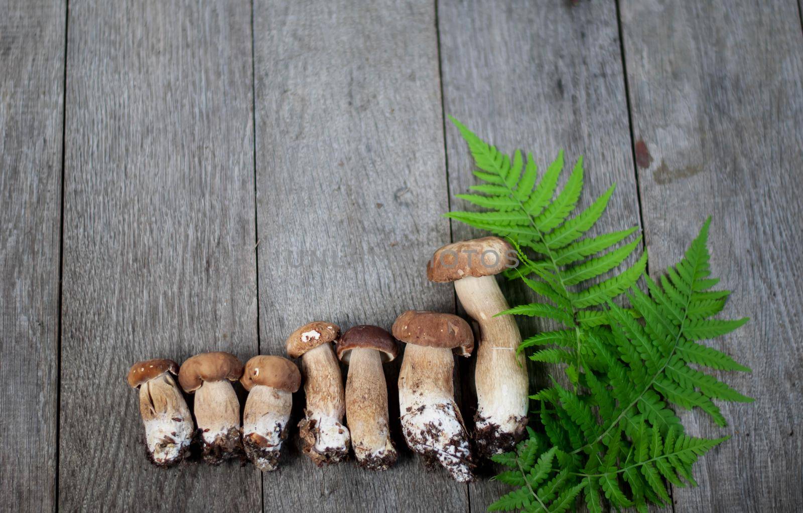 porcini mushroom on wooden background by maramorosz