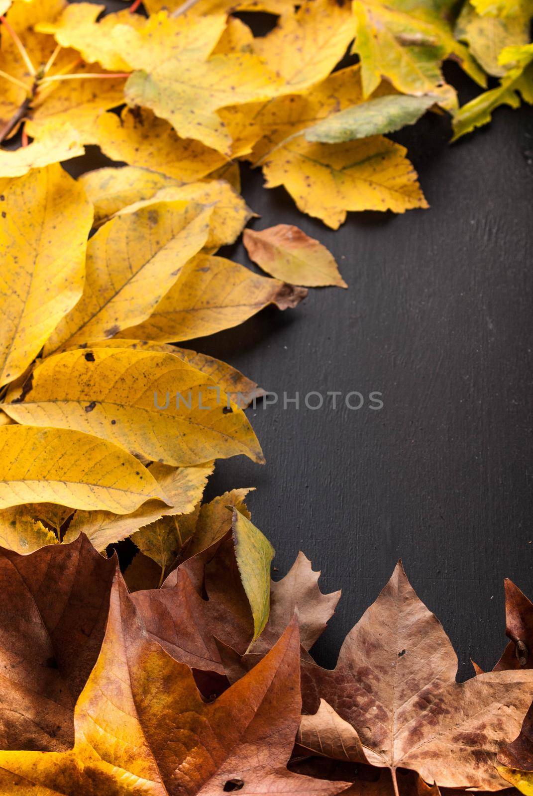 colorful leaves on black wooden background with space for text