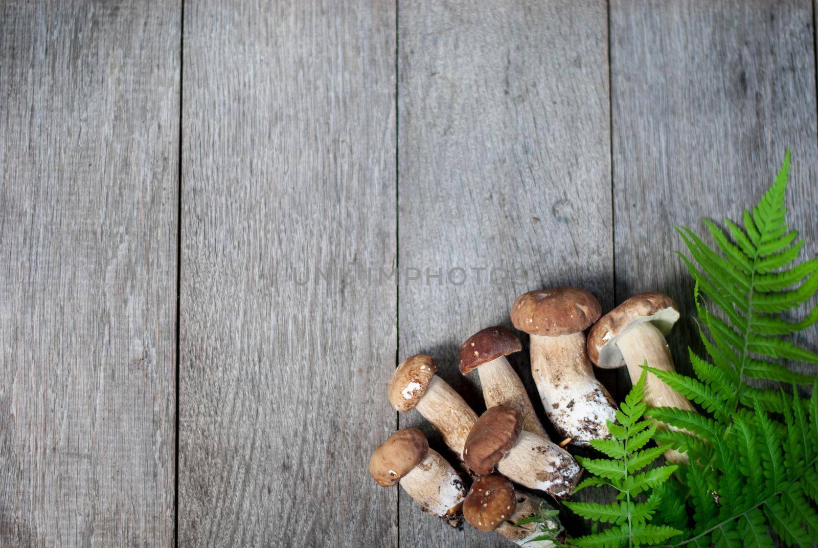 porcini mushroom on wooden background by maramorosz