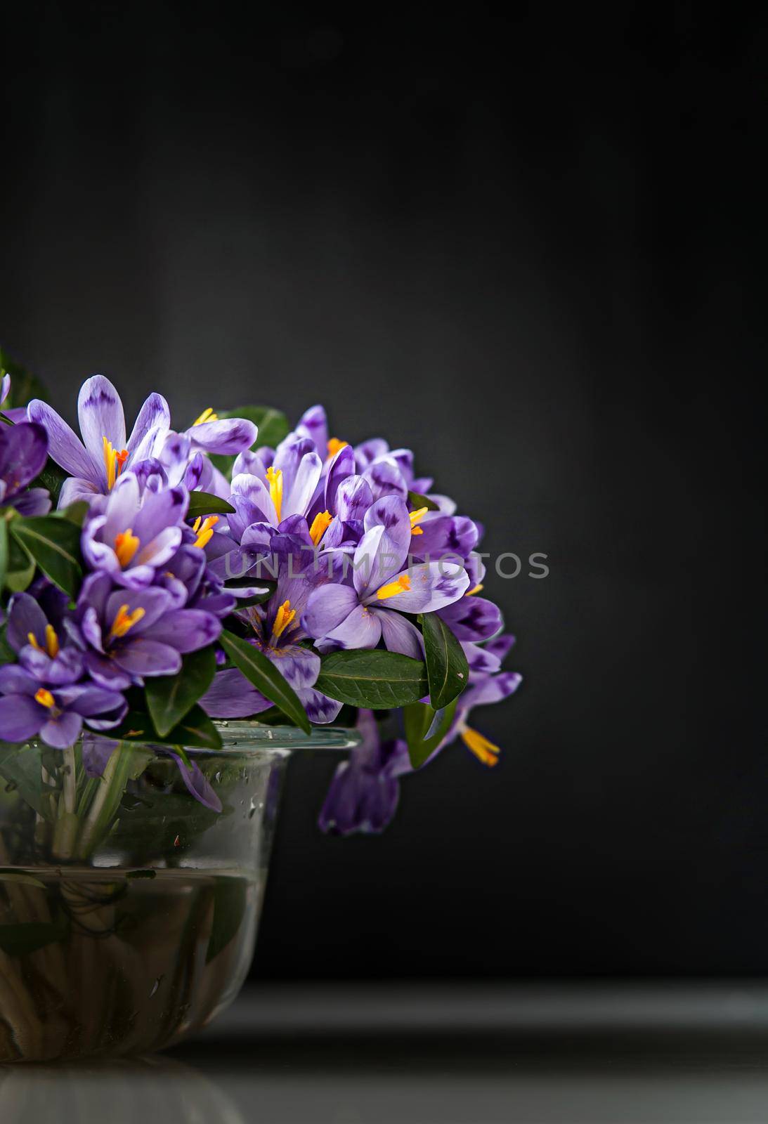 spring crocus in vase by maramorosz