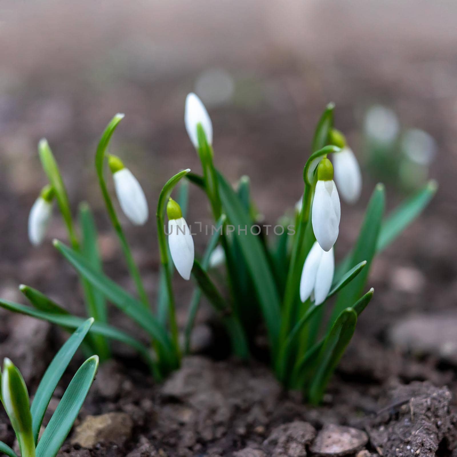 Symbol of spring awakening. The first spring flowers of snowdrops. by Serhii_Voroshchuk