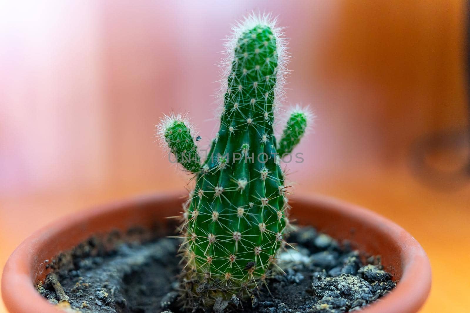 A small cactus in a brown pot looks like a person with raised arms.
