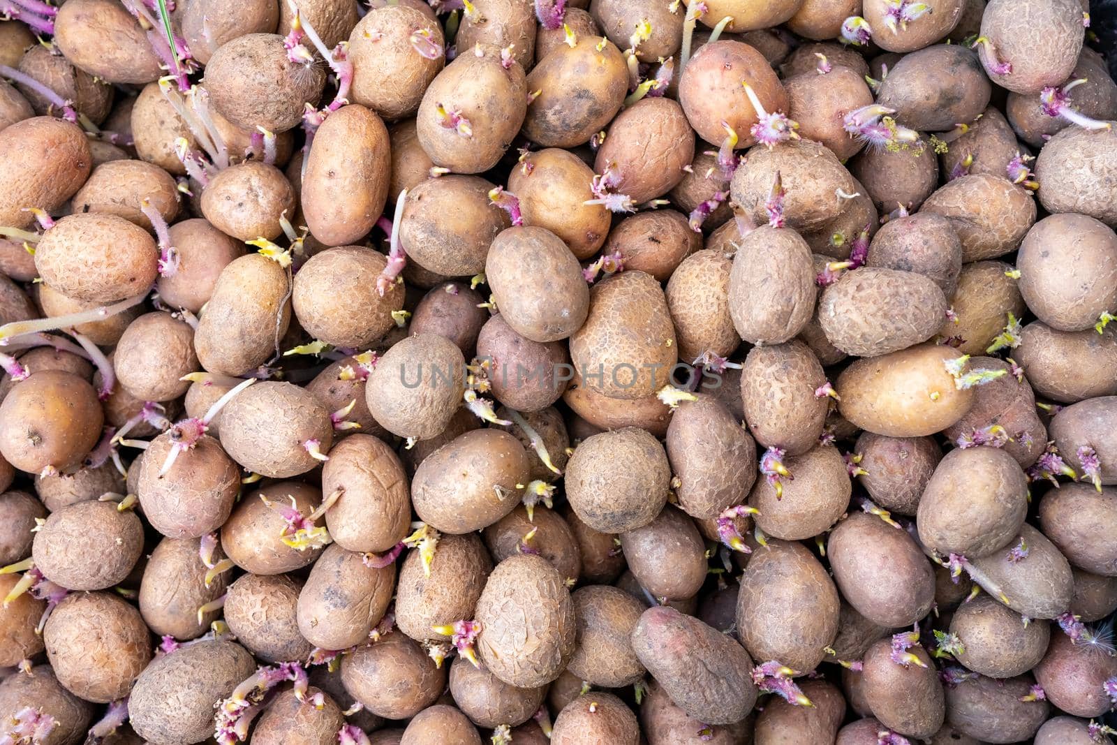 Many potatoes with young shoots are prepared for planting.