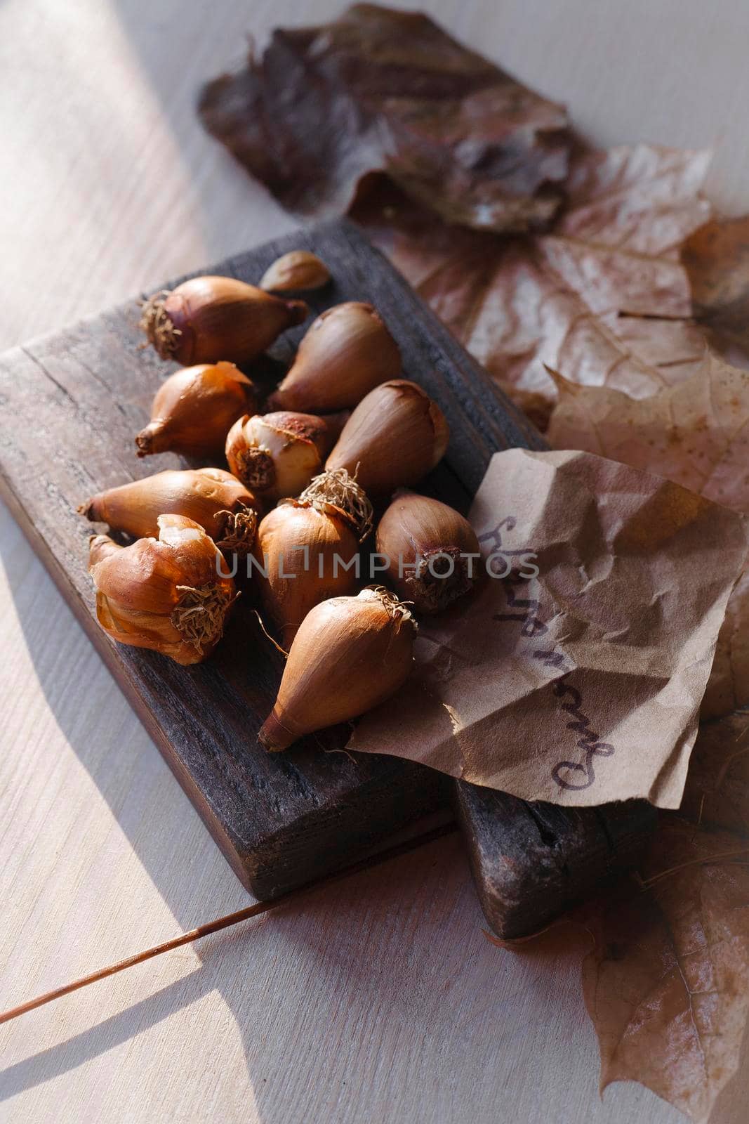 The bulbs of snowdrops or galianthus on wooden boad with autumn leaves ready for autumn planting, selective focus.