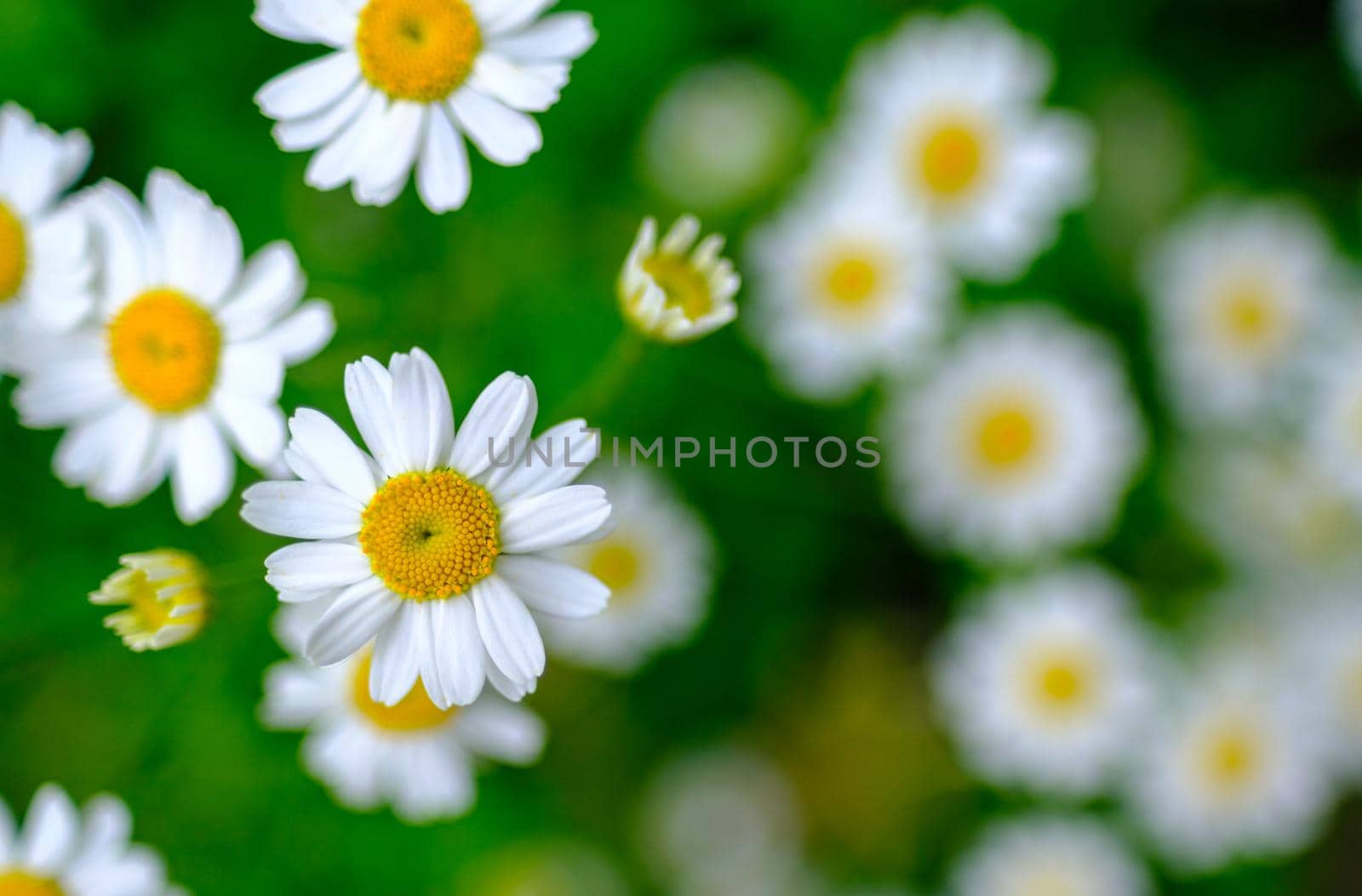 Beautiful Daisy Flowers In A Meadow With Shallow Depth Of Focus And Copy Space
