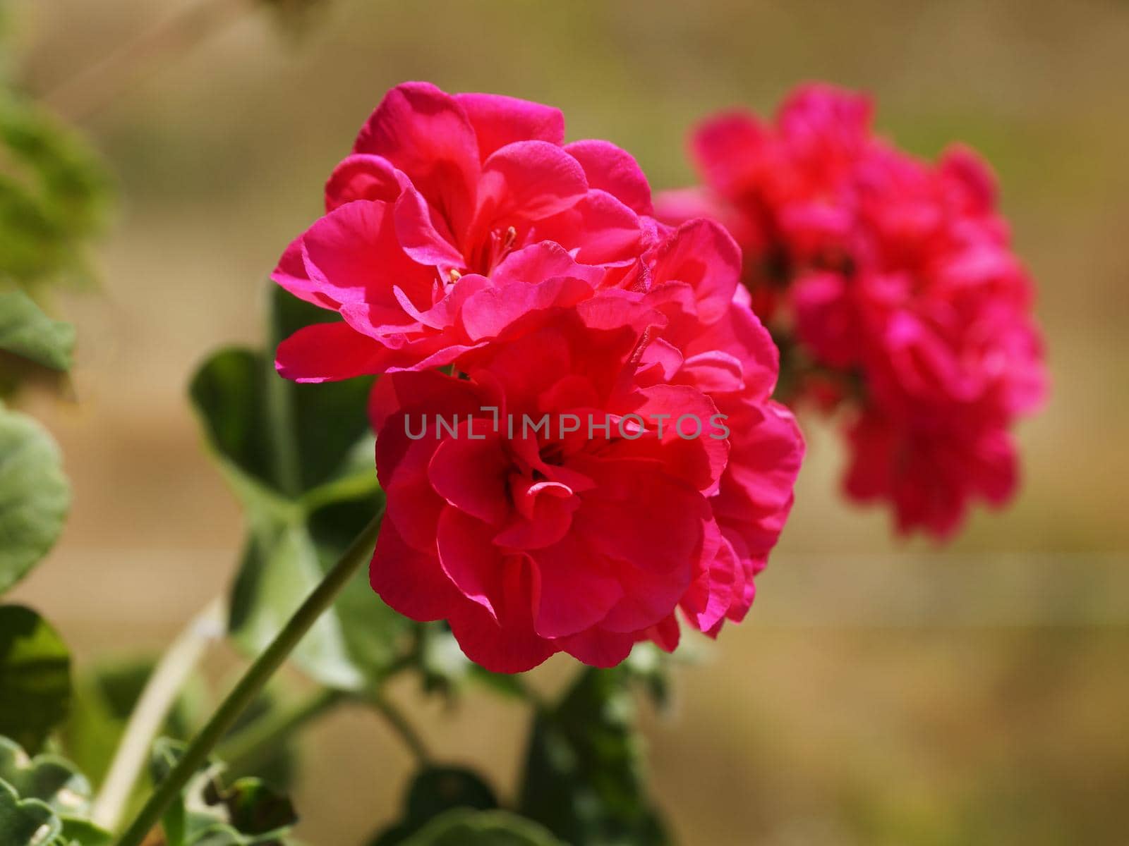 pink pelargonium flowers close up in sunlight.